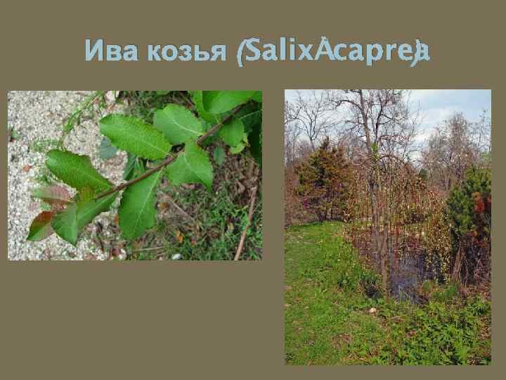 Ива козья (Salix caprea ) 