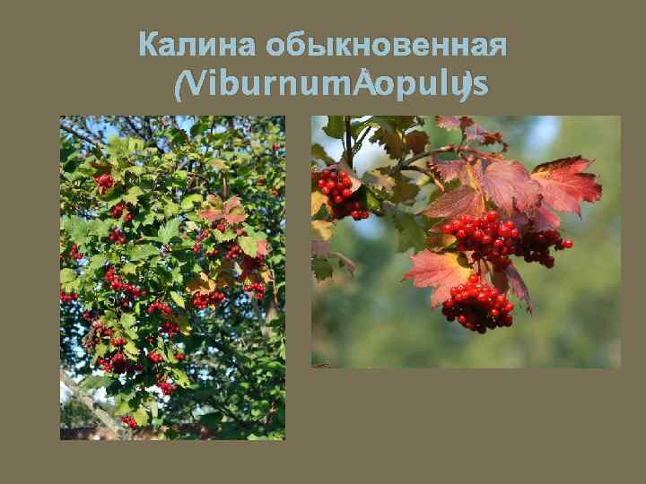 Калина обыкновенная (Viburnum opulus ) 