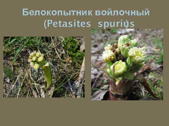 Белокопытник войлочный (Petasites spurius ) 