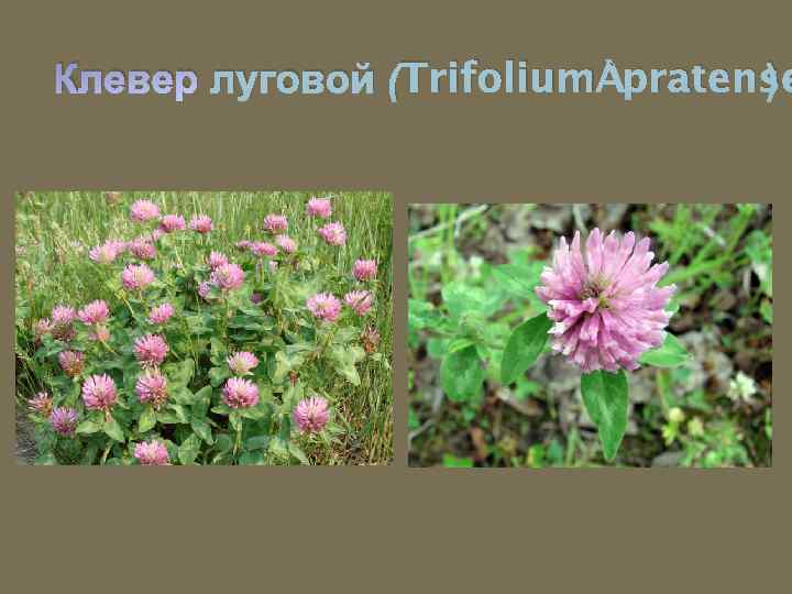 Клевер луговой (Trifolium pratense ) 