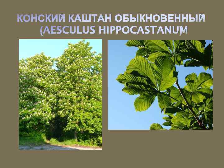 КОНСКИЙ КАШТАН ОБЫКНОВЕННЫЙ (AESCULUS HIPPOCASTANUM ) 