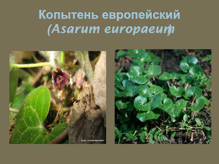 Копытень европейский (Asarum europaeum ) 
