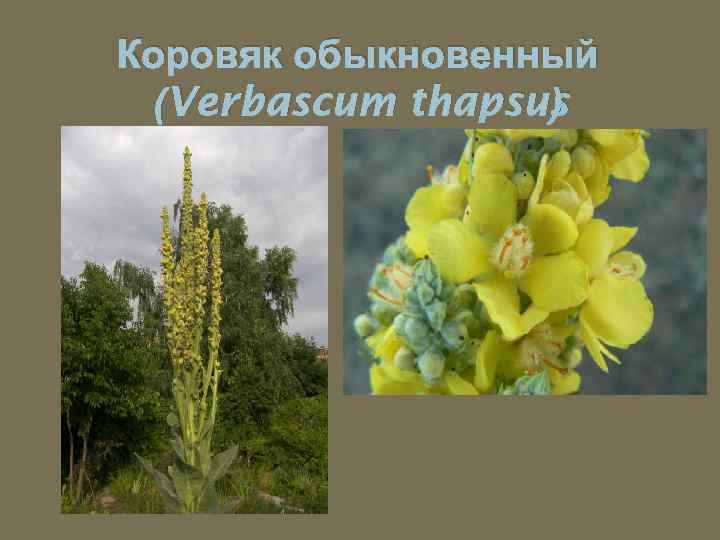 Коровяк обыкновенный (Verbascum thapsus ) 