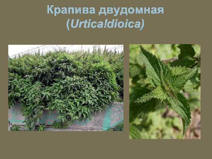 Крапива двудомная (Urtica dioica) 