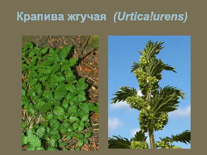 Крапива жгучая (Urtica urens) 