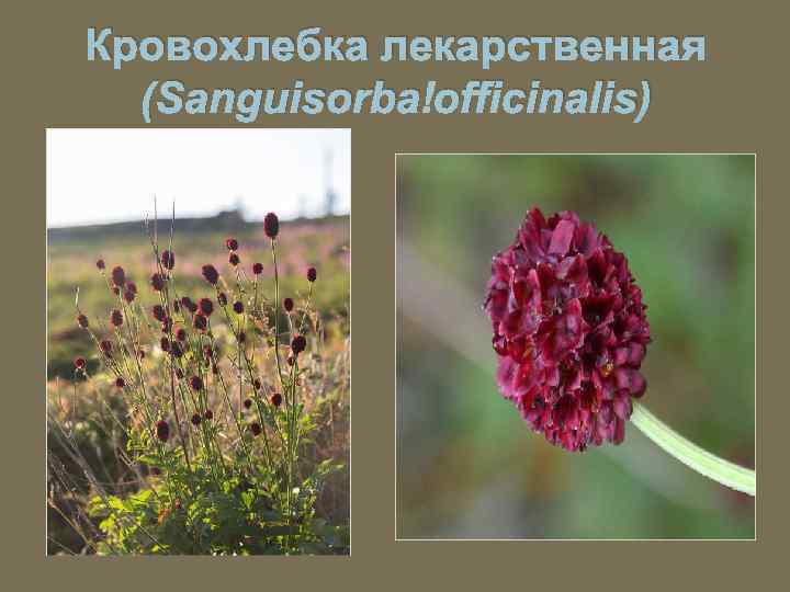 Кровохлебка лекарственная (Sanguisorba officinalis) 