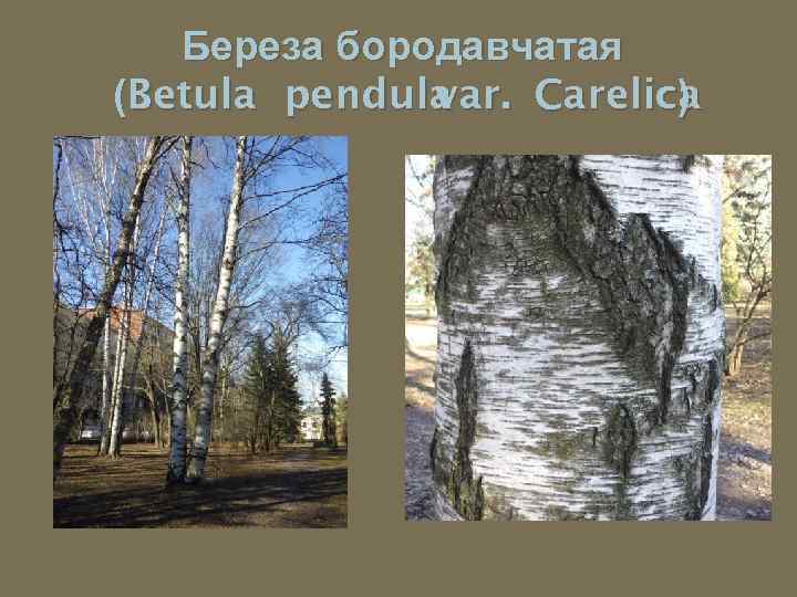 Береза бородавчатая (Betula pendula Carelica var. ) 