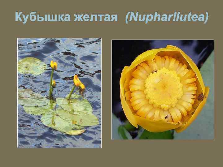 Кубышка желтая (Nuphar lutea) 