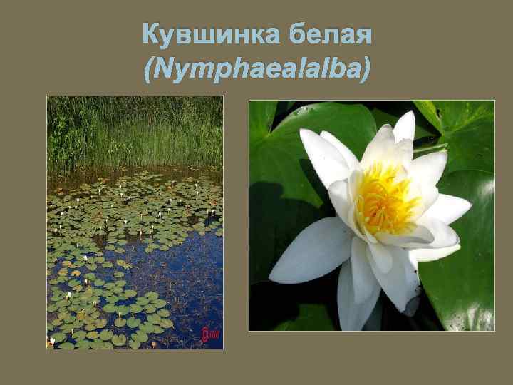 Кувшинка белая (Nymphaea alba) 