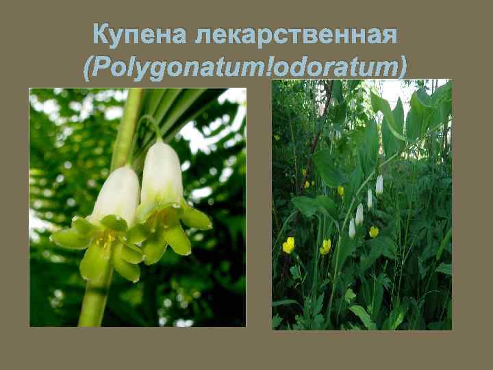 Купена лекарственная (Polygonatum odoratum) 