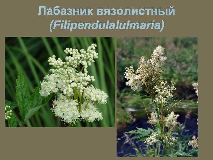 Лабазник вязолистный (Filipendula ulmaria) 