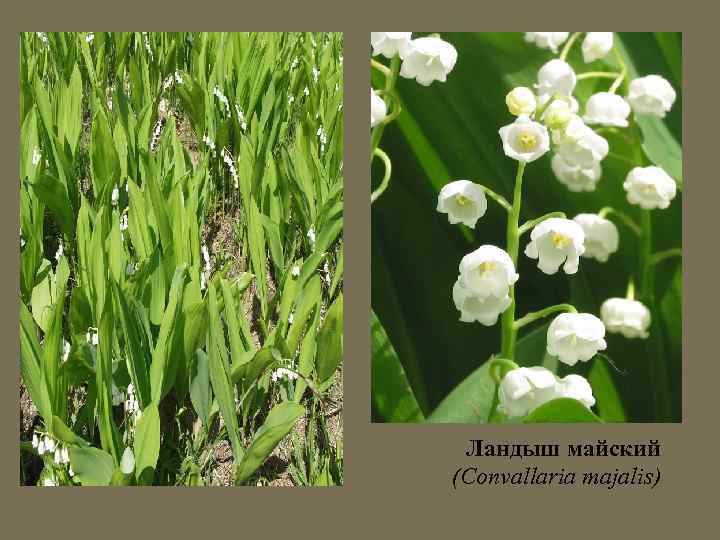 Ландыш майский (Convallaria majalis) 