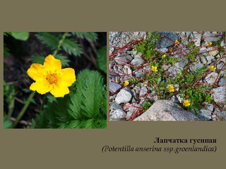 Лапчатка гусиная (Potentilla anserina ssp. groenlandica) 