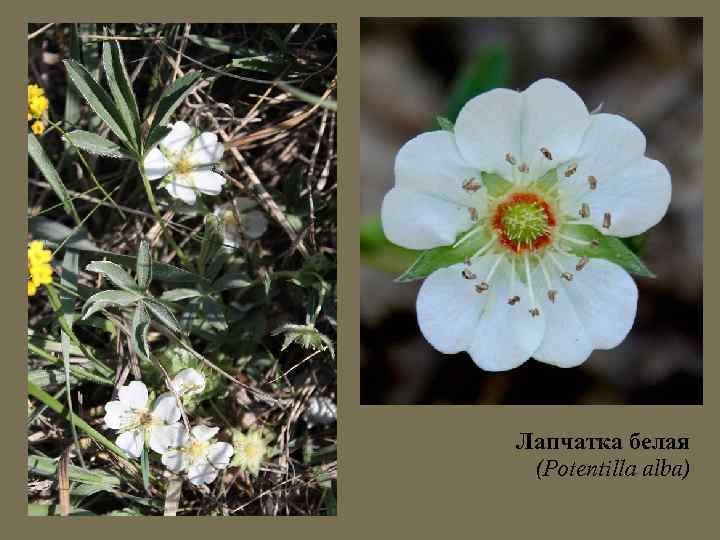 Лапчатка белая (Potentilla alba) 