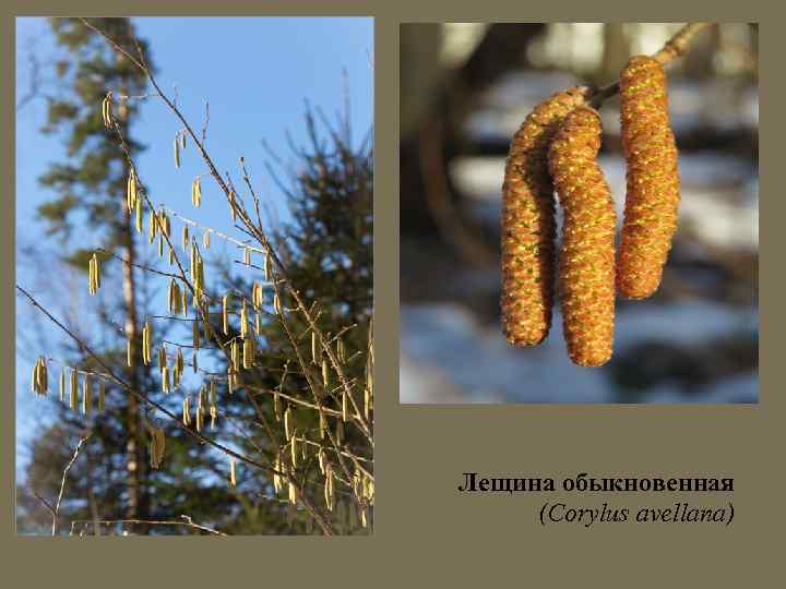 Лещина обыкновенная (Corylus avellana) 