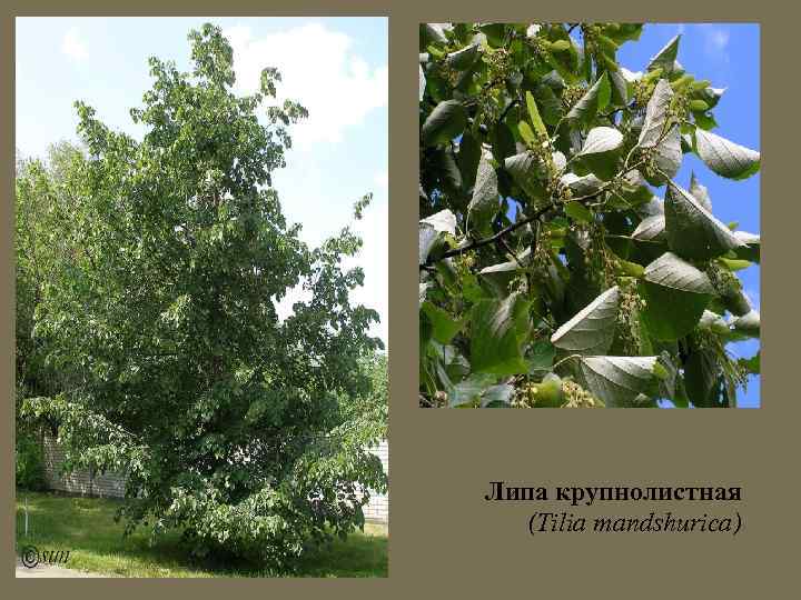 Липа крупнолистная (Tilia mandshurica) 
