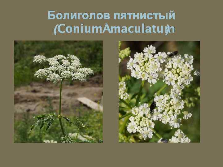 Болиголов пятнистый (Conium maculatum ) 