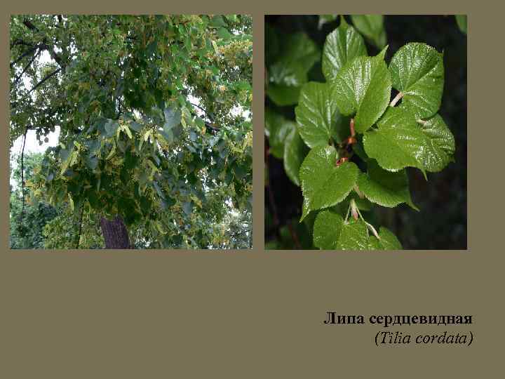Липа сердцевидная (Tilia cordata) 