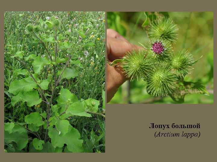 Лопух большой (Arctium lappa) 