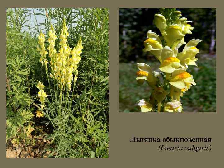 Льнянка обыкновенная (Linaria vulgaris) 