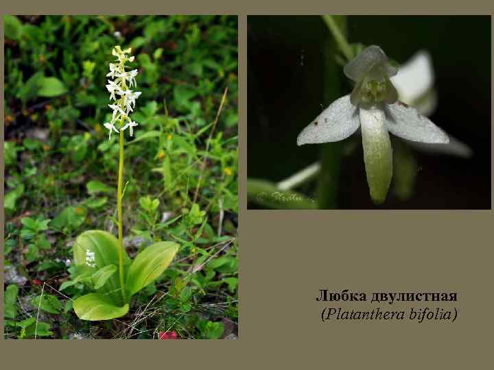 Любка двулистная (Platanthera bifolia) 