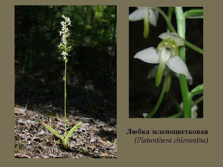 Любка зеленоцветковая (Platanthera chlorantha) 