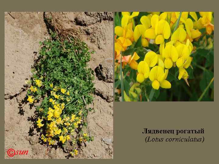 Лядвенец рогатый (Lotus corniculatus) 
