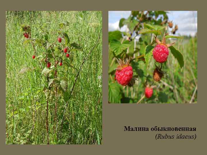 Малина обыкновенная (Rubus idaeus) 