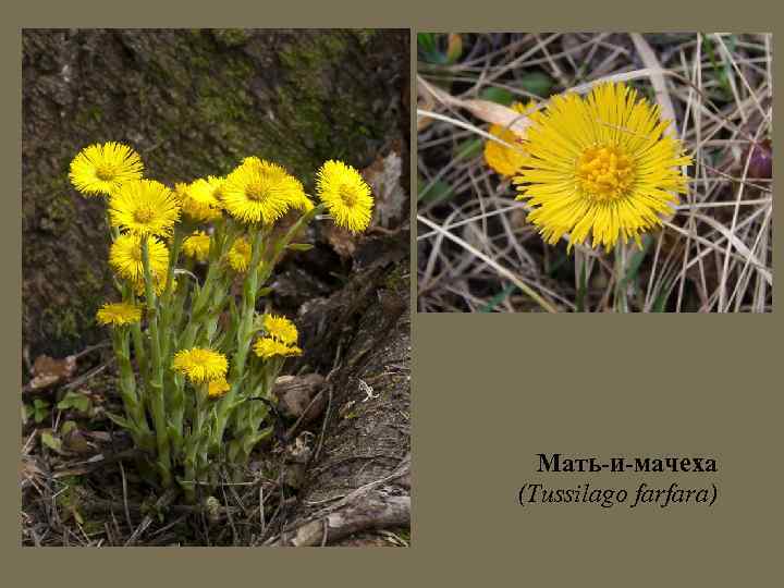 Мать-и-мачеха (Tussilago farfara) 