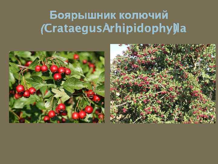 Боярышник колючий (Crataegus rhipidophylla ) 