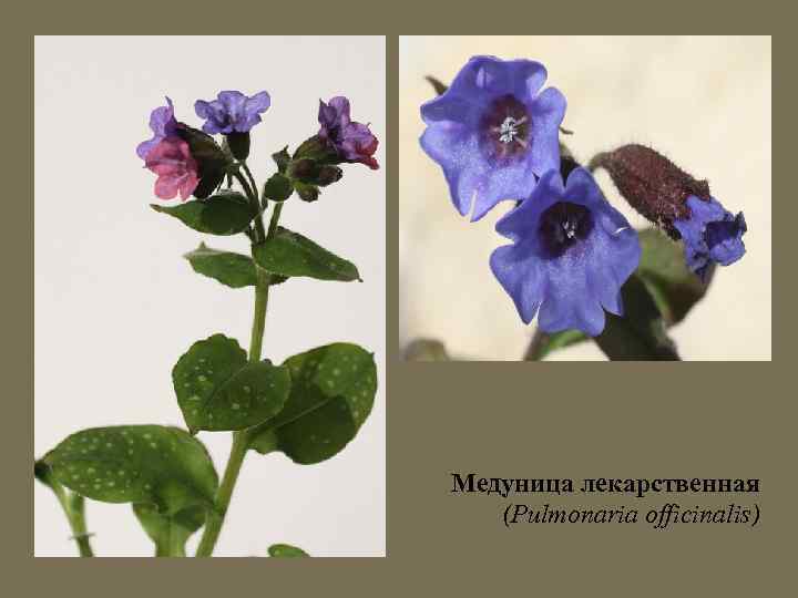 Медуница лекарственная (Pulmonaria officinalis) 