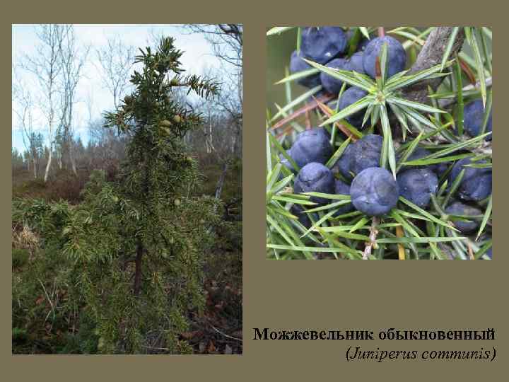 Можжевельник обыкновенный (Juniperus communis) 