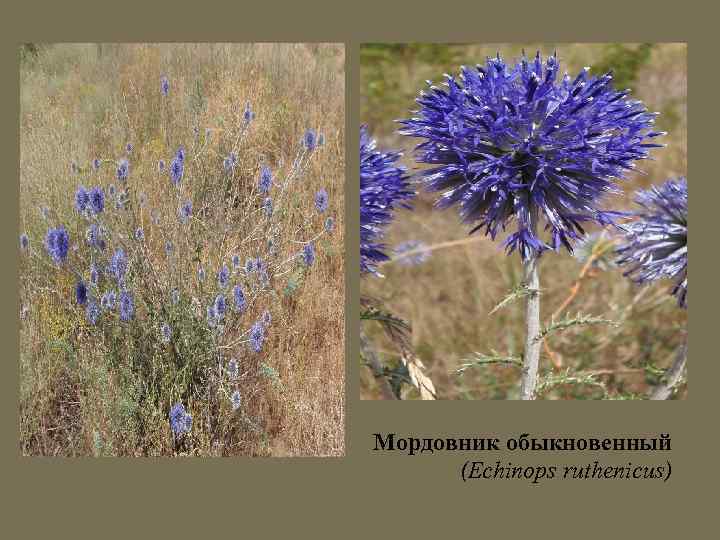 Мордовник обыкновенный (Echinops ruthenicus) 