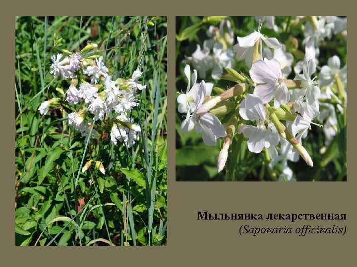 Мыльнянка лекарственная (Saponaria officinalis) 