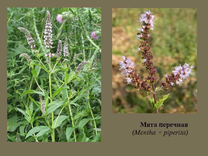 Мята перечная (Mentha × piperita) 