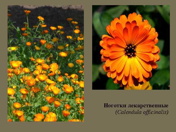 Ноготки лекарственные (Calendula officinalis) 