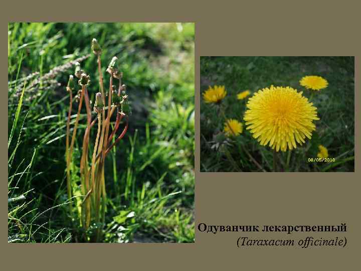 Одуванчик лекарственный (Taraxacum officinale) 