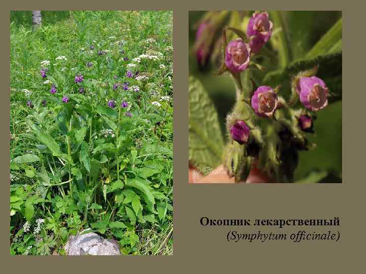 Окопник лекарственный (Symphytum officinale) 