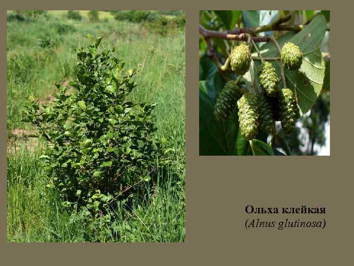 Ольха клейкая (Alnus glutinosa) 