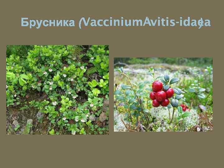 Брусника (Vaccinium vitis-idaea ) 