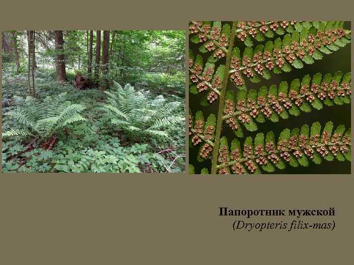 Папоротник мужской (Dryopteris filix-mas) 