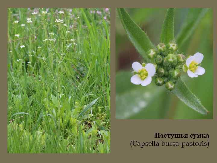 Пастушья сумка (Сapsella bursa-pastoris) 