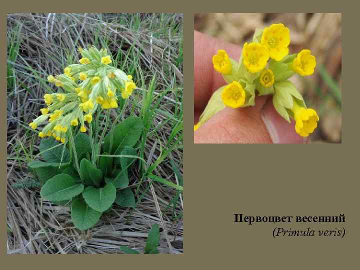 Первоцвет весенний (Primula veris) 
