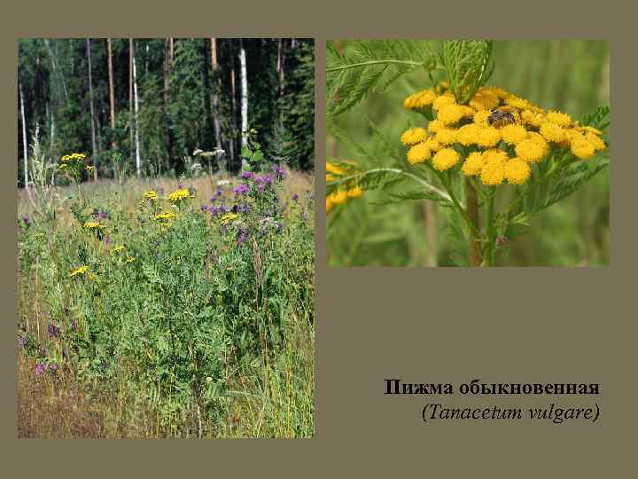 Пижма обыкновенная (Tanacetum vulgare) 