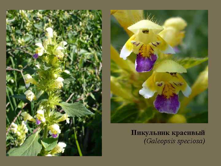 Пикульник красивый (Galeopsis speciosa) 