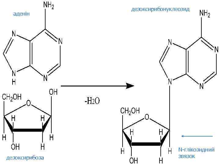 аденін дезоксирибоза дезоксирибонуклеозид N-глікозидний звязок 