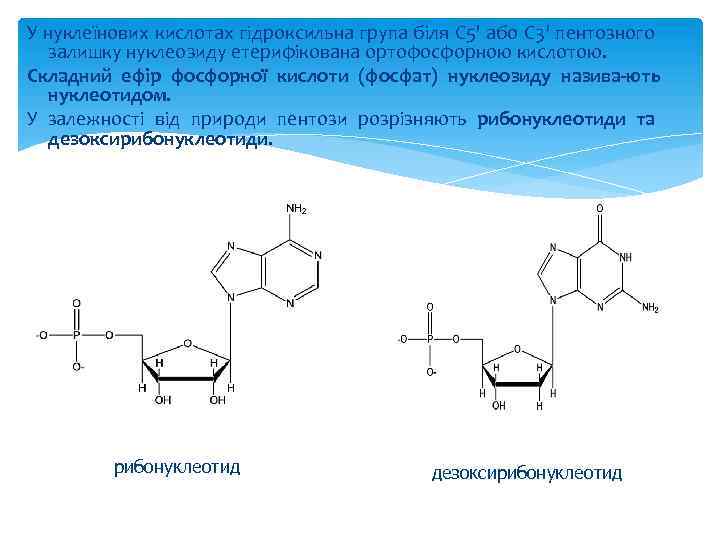 У нуклеїнових кислотах гідроксильна група біля С 5' або С 3' пентозного залишку нуклеозиду