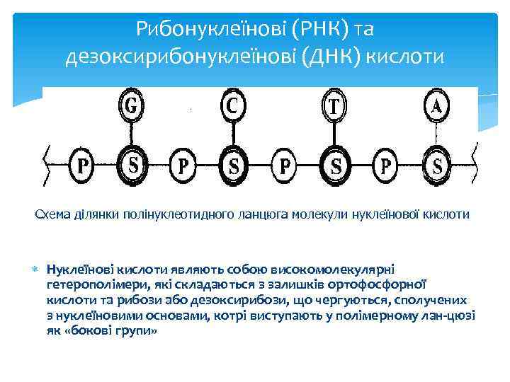 Рибонуклеїнові (РНК) та дезоксирибонуклеїнові (ДНК) кислоти Схема ділянки полінуклеотидного ланцюга молекули нуклеїнової кислоти Нуклеїнові