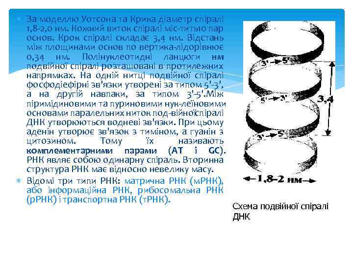  За моделлю Уотсона та Крика діаметр спіралі 1, 8 2, 0 нм. Кожний