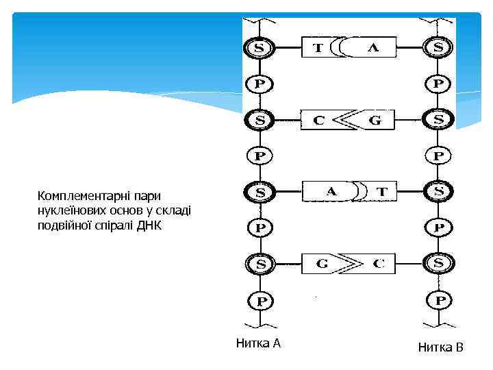 Комплементарні пари нуклеїнових основ у складі подвійної спіралі ДНК Нитка А Нитка В 
